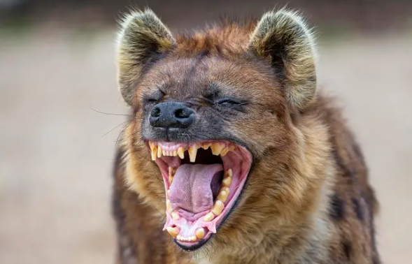 草原上的狗叫什么狗？想知道的可以来了解一下！