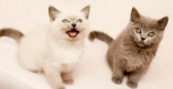 一分钟教你分辨正规猫舍和后院猫舍！