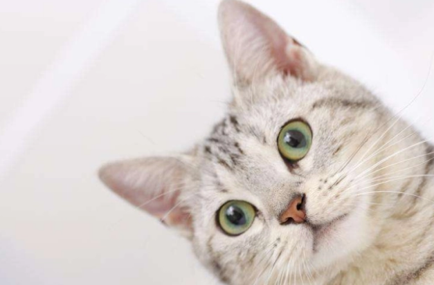 为什么不能天天喂食猫条？猫咪爱吃但也要注意营养问题