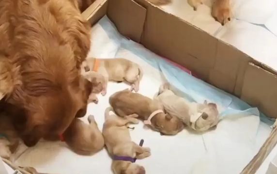 刚生的小狗狗怎么喂养？这些事项须注意！