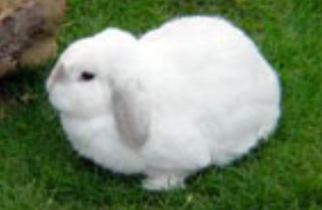 哈尔滨大白兔价格，想养的来了解一下