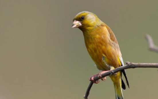 金翅雀是什么鸟？一文带你认识金翅雀