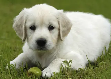 带你了解：为什么小狗心跳突然特别快！