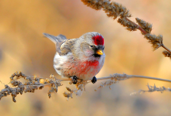 白腰朱顶雀属于什么科目？有人清楚吗？