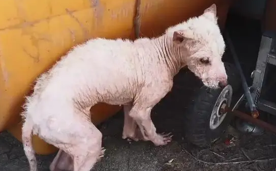 狗得皮肤病怎么办？铲屎官可以试试这些方法