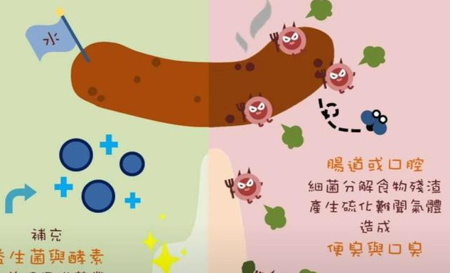 猫咪需要益生菌吗？以下几种情况下是需要的，铲屎官别忽视了