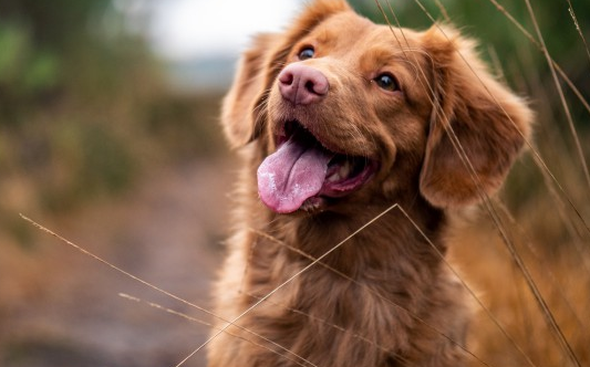 怎么教狗狗定点排便排尿?你了解过吗 怎么教狗狗定点排便排尿?你了解过吗