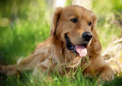 如何辨别金毛幼犬是否纯正？快来get一下！