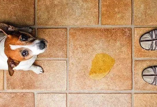 不知道小狗随地大小便有什么办法？快来看看~