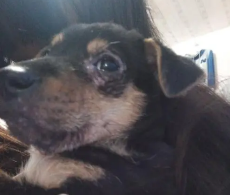 不知道狗狗眼睛长疙瘩是怎么回事？来这了解一下