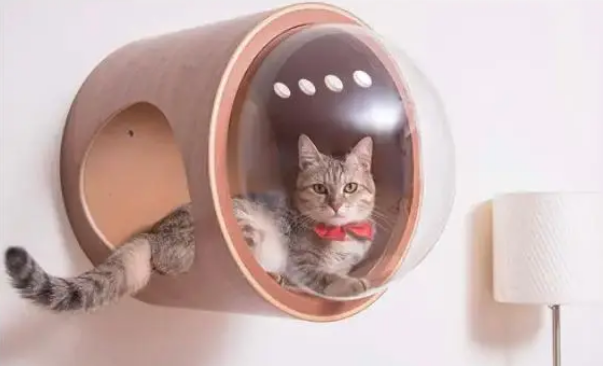 跟风买的猫包，却在不知不觉间要了你家猫咪的命