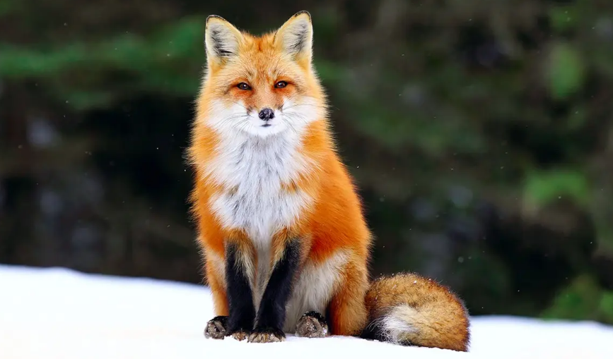 狐狸当宠物养可以吗？一定要知道