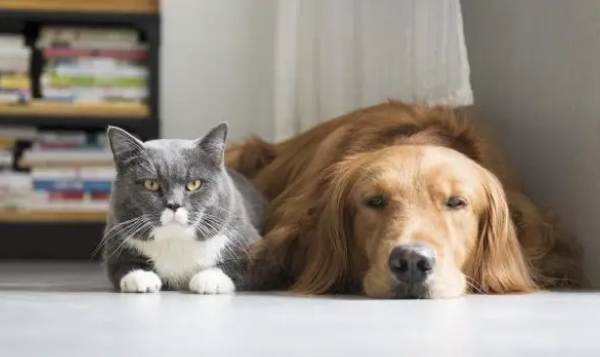 猫粮狗粮可以互相换着吃？事实上，猫对食物的要求比犬高