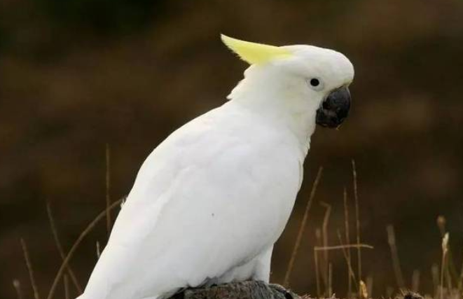 带你解答，戈芬氏凤头鹦鹉会说话吗？