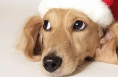 狗狗要定时做驱虫，体内体外都不可忽视