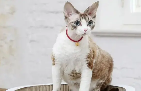 猫抓板有必要买吗？什么样的猫抓板适合猫咪，大小有要求吗？