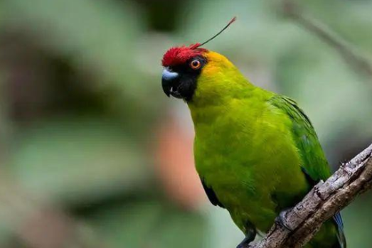 独角鹦鹉多少钱一只？想养的宠主来看看！