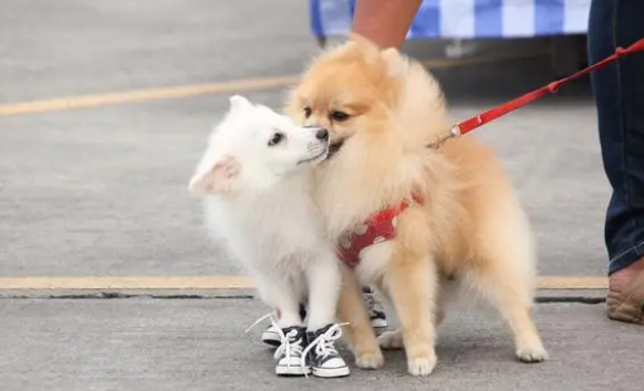 狗狗换狗粮便秘怎么办？主人来看看