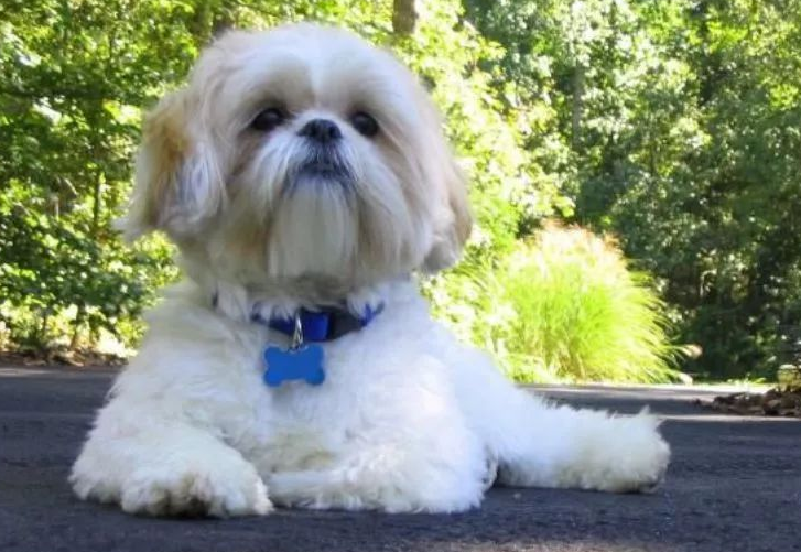 中国本土狗的品种有哪些？来这看看~