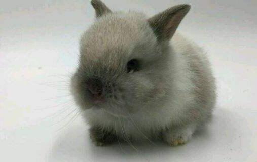 暹罗兔如何饲养它们，到底好不好养？