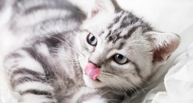 猫咪多久算成年猫，铲屎官如何挑选成猫和幼猫猫粮？