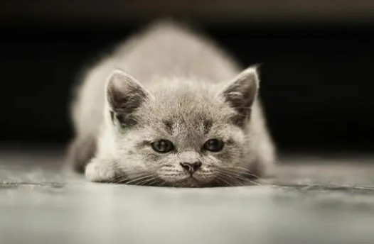 猫营养膏可以天天吃吗