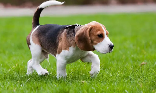 纯种比格犬这样看，就对了！