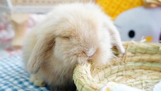 预防兔子感冒药有哪些