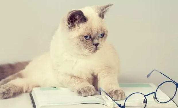 猫咪体内外驱虫与疫苗洗澡—新手养猫必学手册