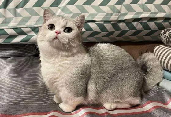 快来了解一下短脚猫是什么品种？