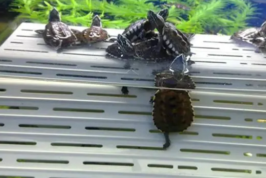 乌龟晒背灯的那些事儿，关于晒背灯要了解这些