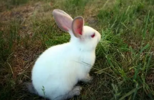 宠主必须了解的佛州大白兔与大耳白兔的区别