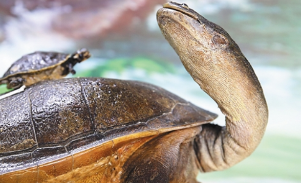 长颈龟吃蔬菜吗？喂养要注意这些