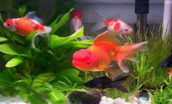 怕光的水草能在鱼缸里能吸收有害物质