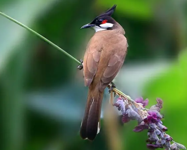 红耳鹎是保护动物吗?一起来了解下吧 红耳鹎是保护动物吗?一起来了解下吧