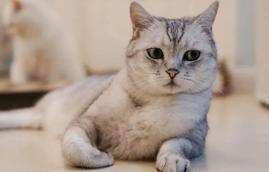 猫的智商能有几岁?来了解下吧 猫的智商能有几岁?来了解下吧