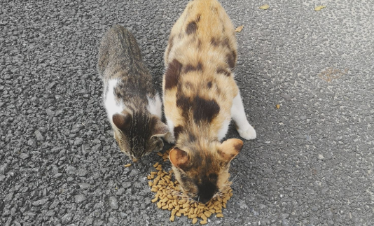 流浪猫吃猫粮吗？答案是肯定的