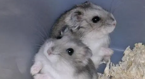 仓鼠一直睡觉是怎么回事？主人需重视！