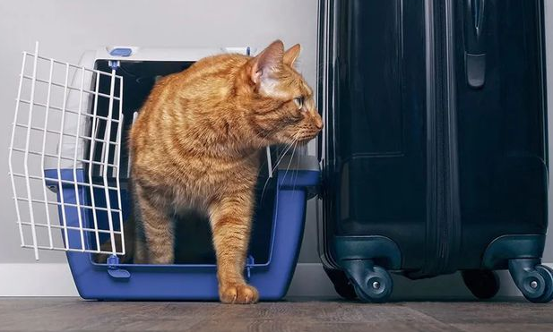 为了好看买的网红猫包，根本就是猫的“隐形杀手”！