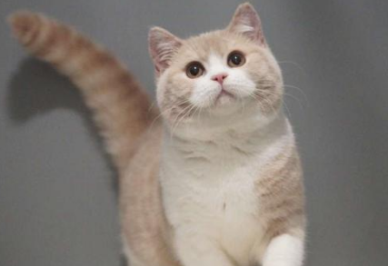 英短乳白色为什么便宜？一文替你解答！