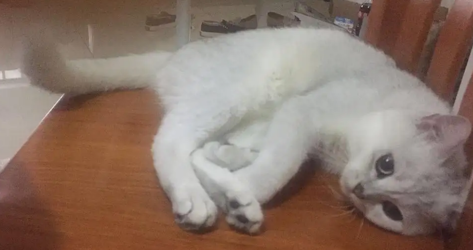 猫不吃东西没精神暴瘦,可能是生病了 猫不吃东西没精神暴瘦,可能是生病了