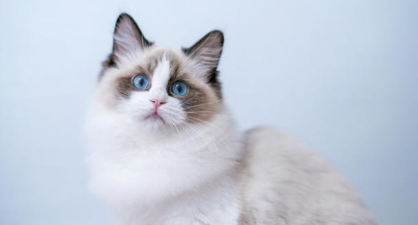 宠物微量元素作用，具体补充