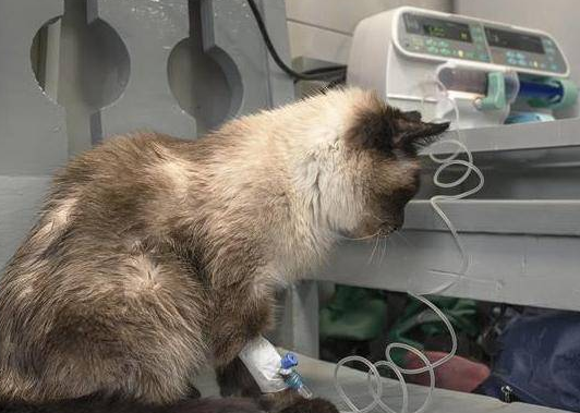 猫的身上有寄生虫吗？想知道看这里！