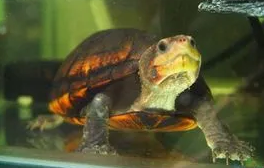 蔗林龟饲养方法是什么？想了解的可以来看看