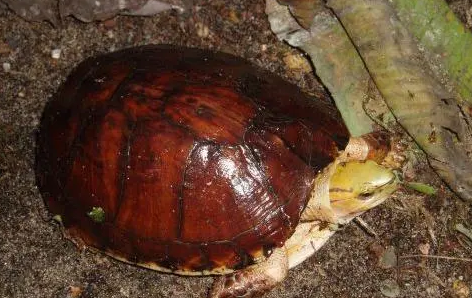 锯缘闭壳龟不喝水怎么办？看这里！