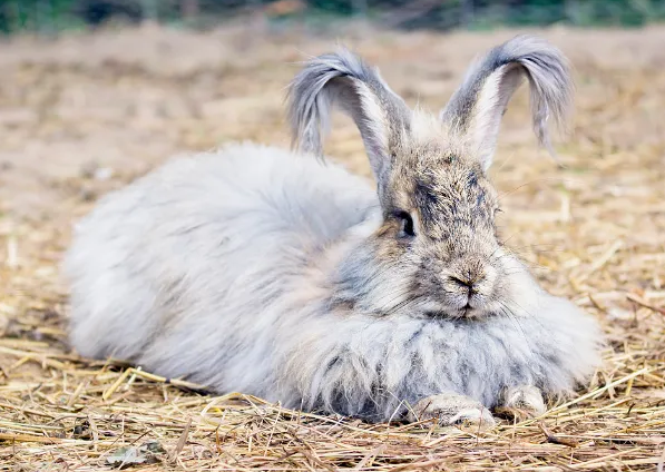 安哥拉兔智商高不高？看完这篇文章，就知道了