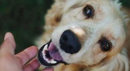 狗狗嘴巴发抖,可能是这几个原因 狗狗嘴巴发抖,可能是这几个原因