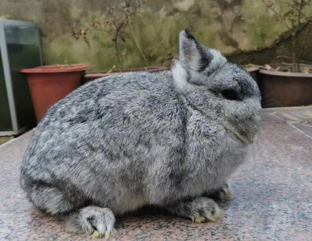 荷兰侏儒兔多少钱一只 荷兰侏儒兔多少钱一对