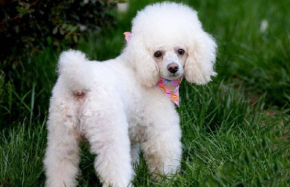 贵宾犬的毛怎么梳,小伙伴们快来学学吧 贵宾犬的毛怎么梳,小伙伴们快来学学吧