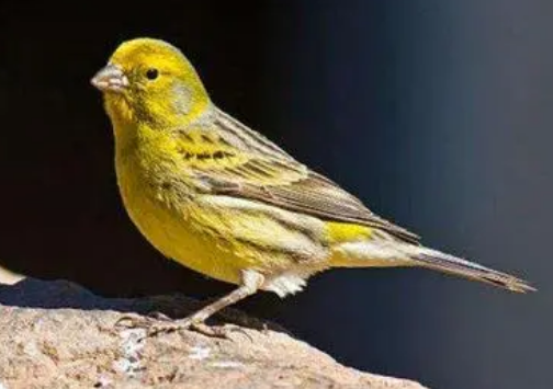 黄玉鸟掉毛怎么回事?来get一下吧 黄玉鸟掉毛怎么回事?来get一下吧